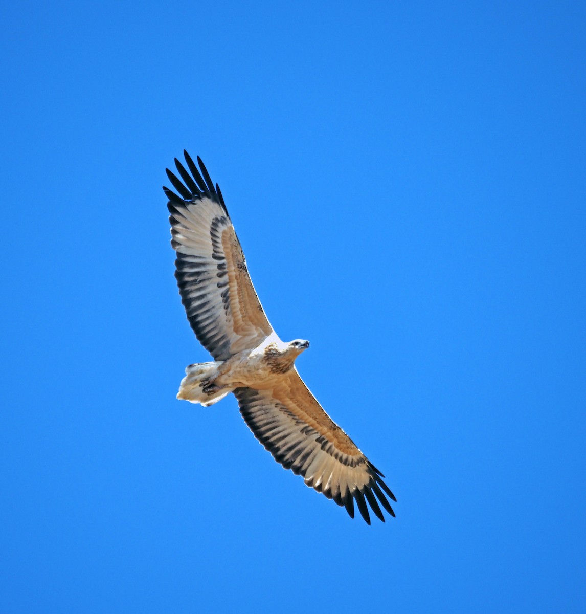 White-bellied Sea-Eagle - ML615904474