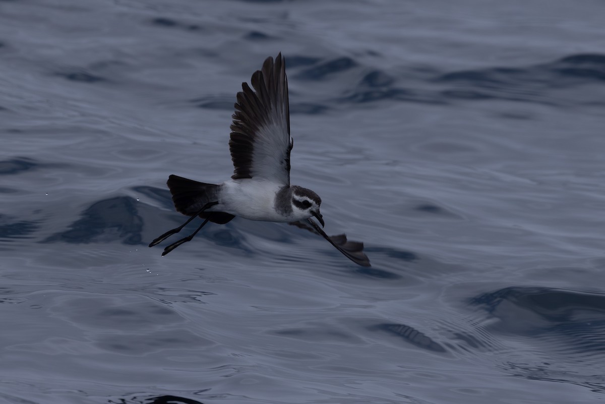 White-faced Storm-Petrel - ML615904475