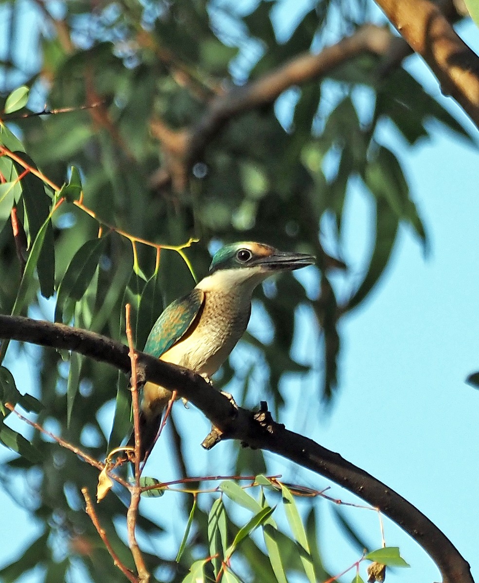 Sacred Kingfisher - ML615904545