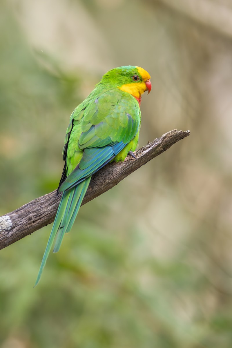 Superb Parrot - ML615904556