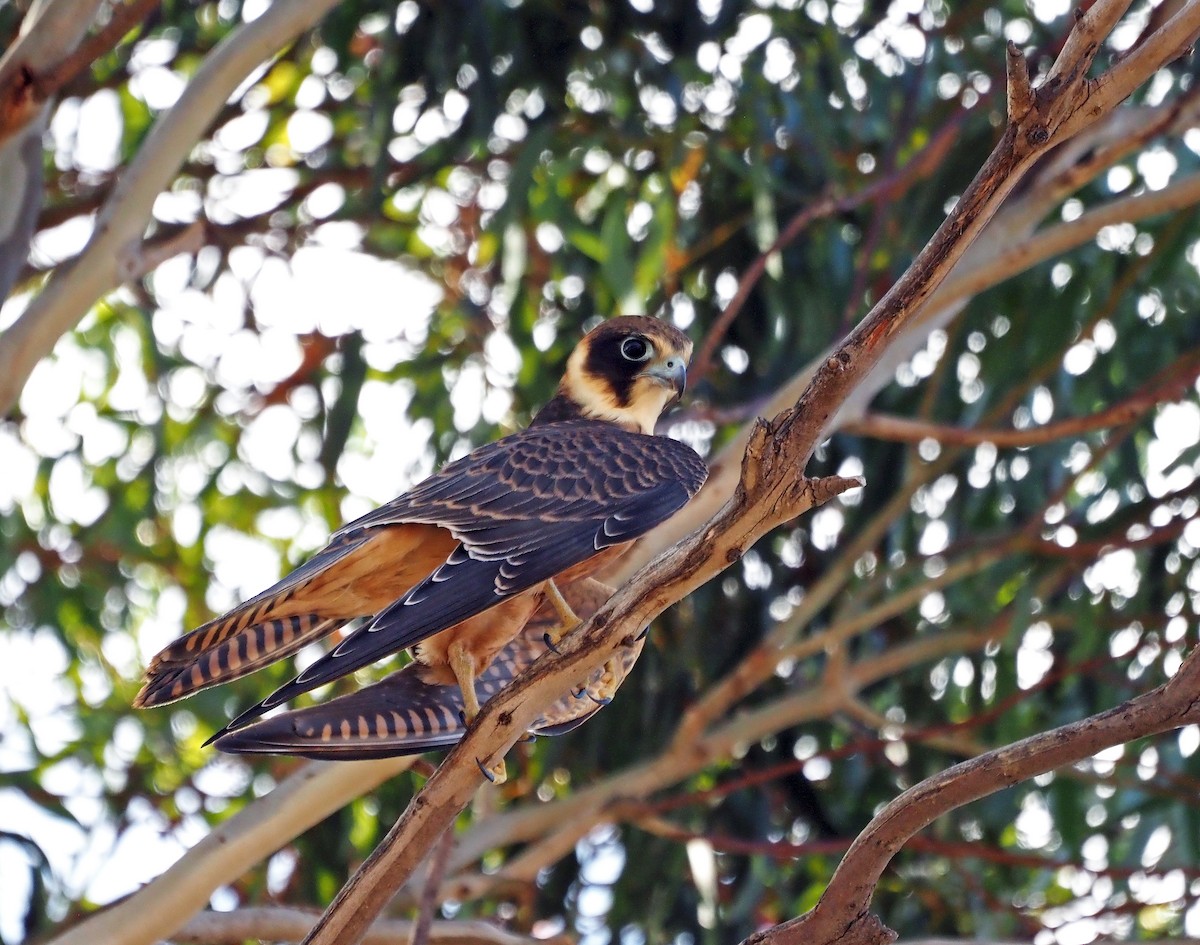 Australian Hobby - ML615904581