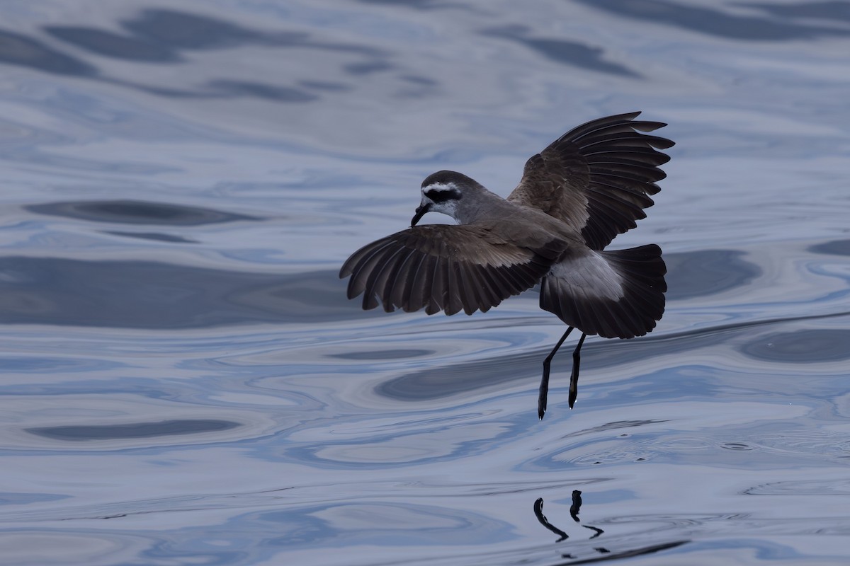 White-faced Storm-Petrel - ML615904583