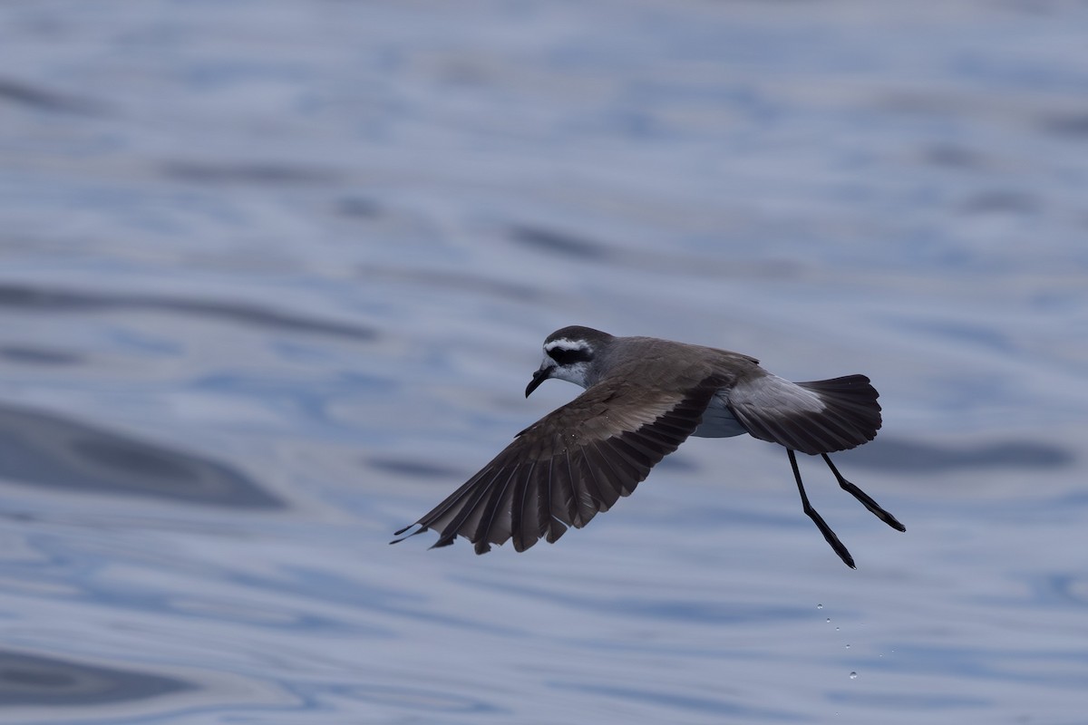 White-faced Storm-Petrel - ML615904586