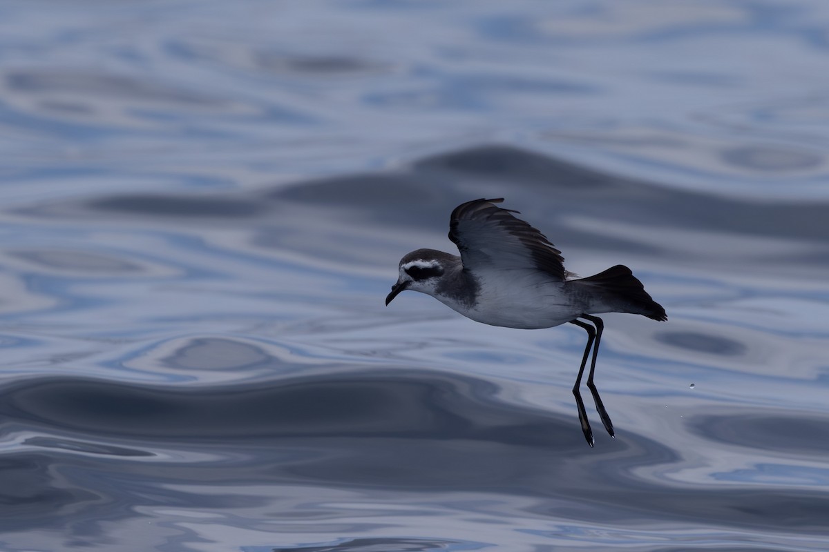 White-faced Storm-Petrel - ML615904589