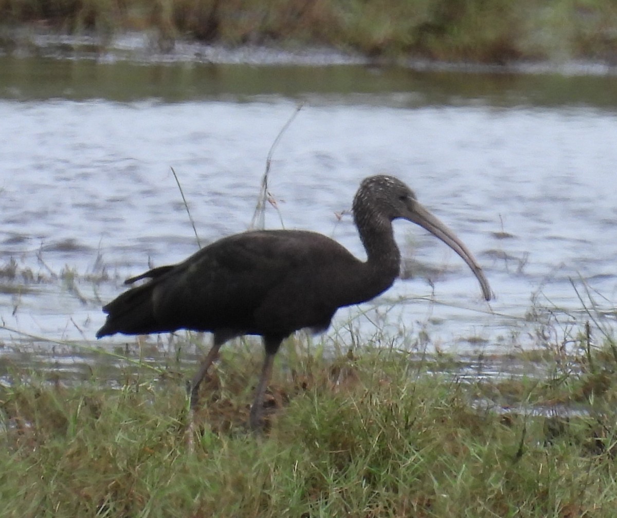 ibis hnědý - ML615904591