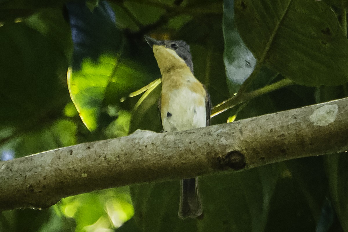 Moluccan Flycatcher - ML615904611