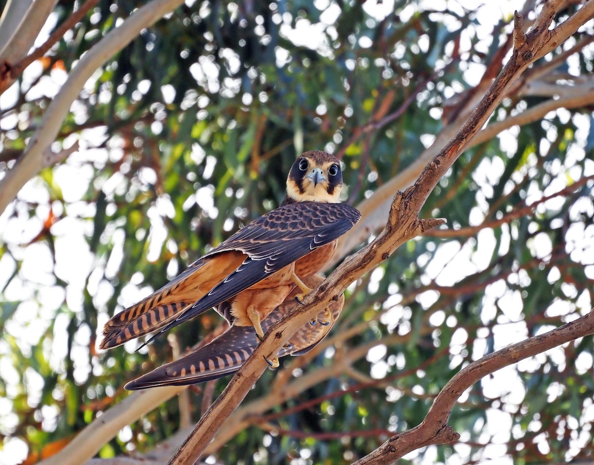 Australian Hobby - ML615904669