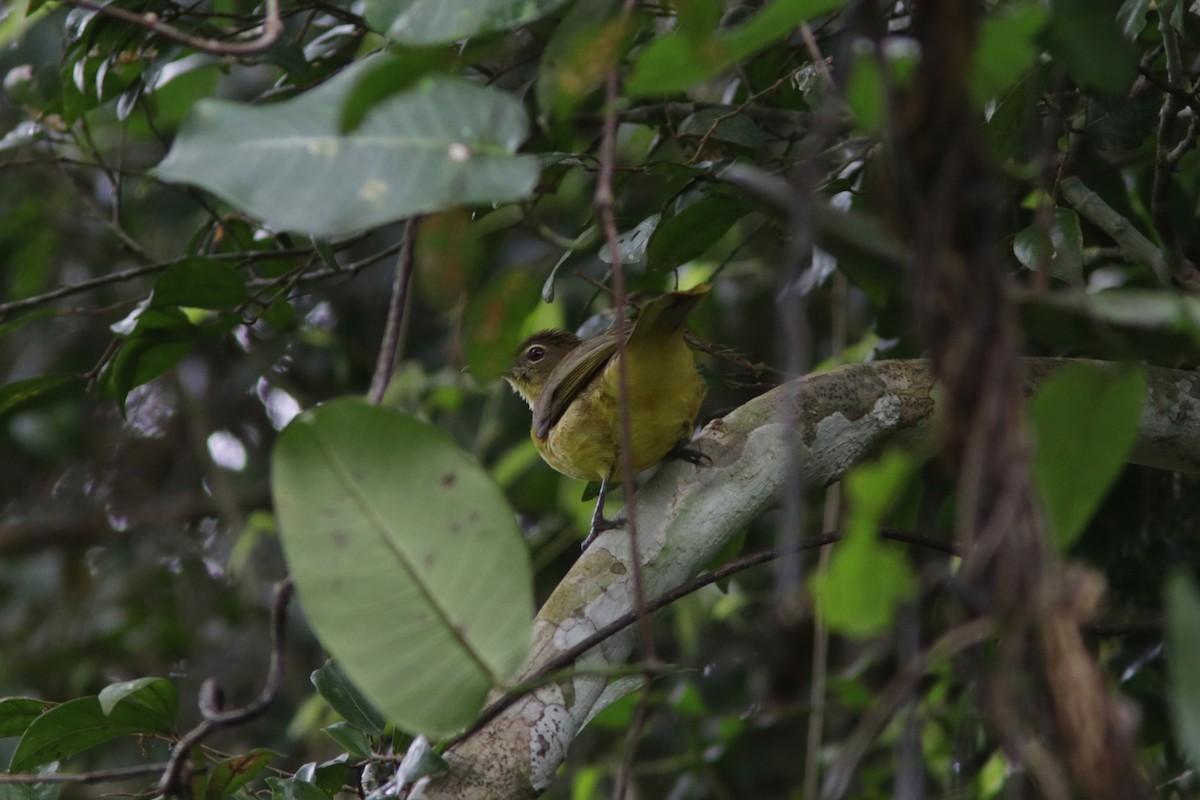 Bulbul Pechiamarillo - ML615904739