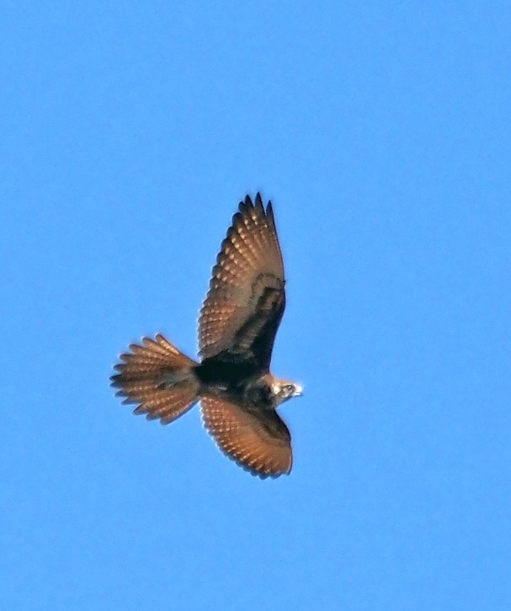 Brown Falcon - ML615904778