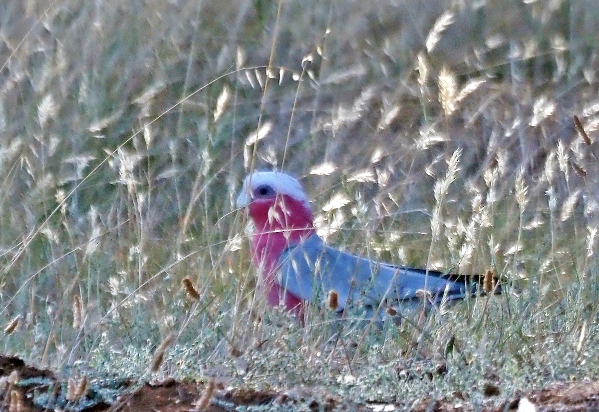 Cacatúa Galah - ML615904800