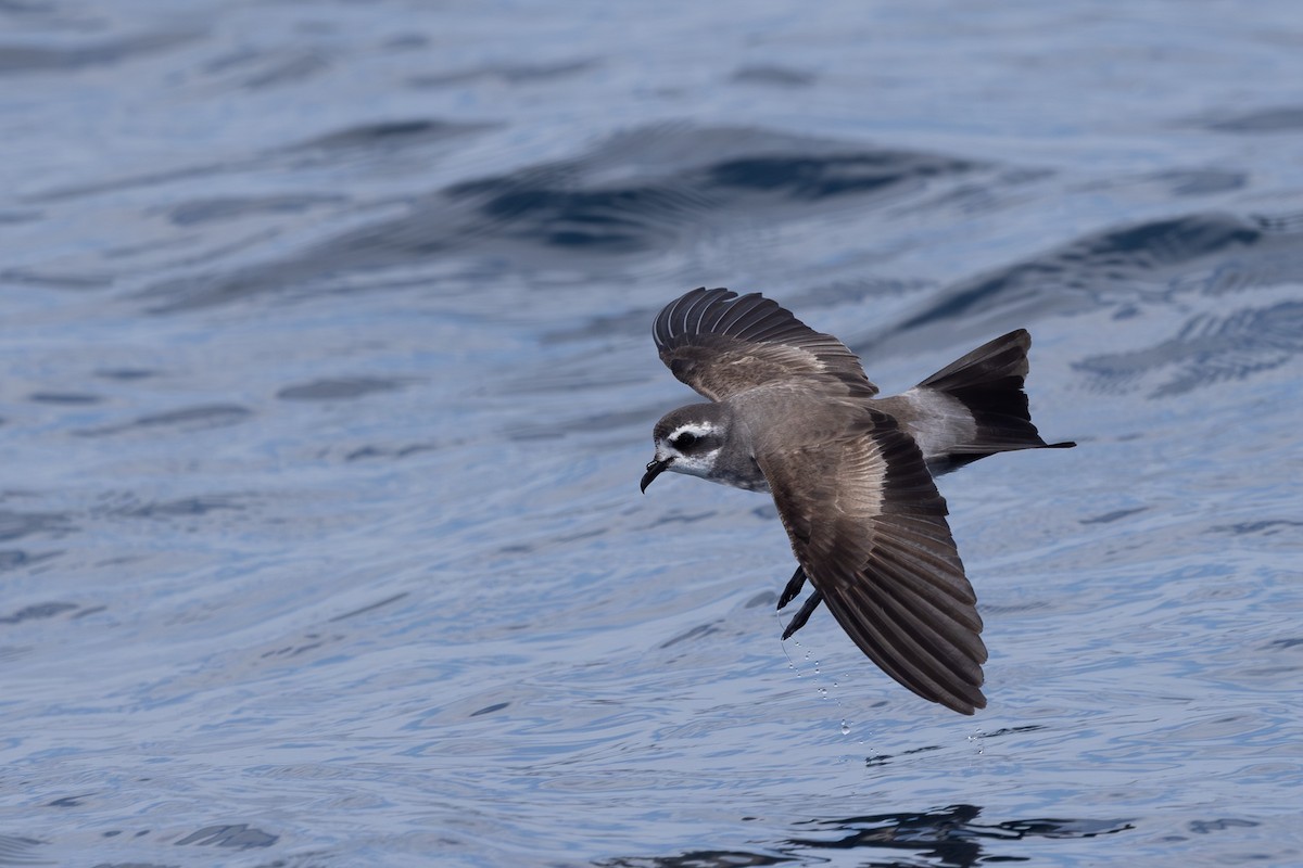 White-faced Storm-Petrel - ML615904817