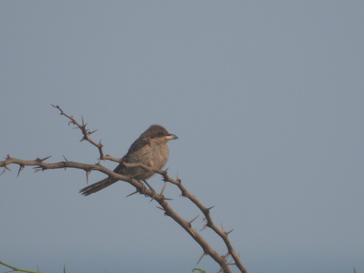 Brown Shrike - ML615904825