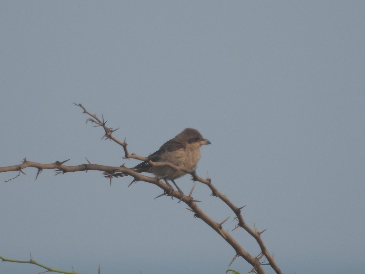 Brown Shrike - ML615904826
