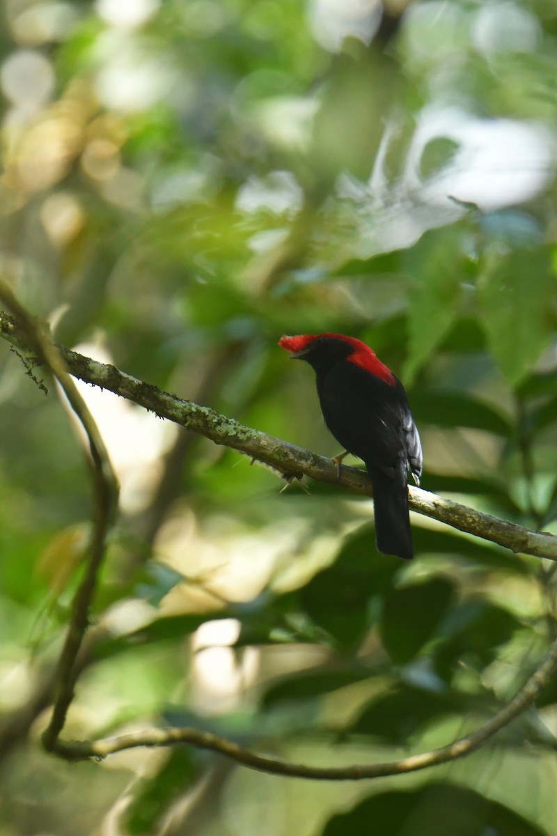 Helmeted Manakin - ML615904831