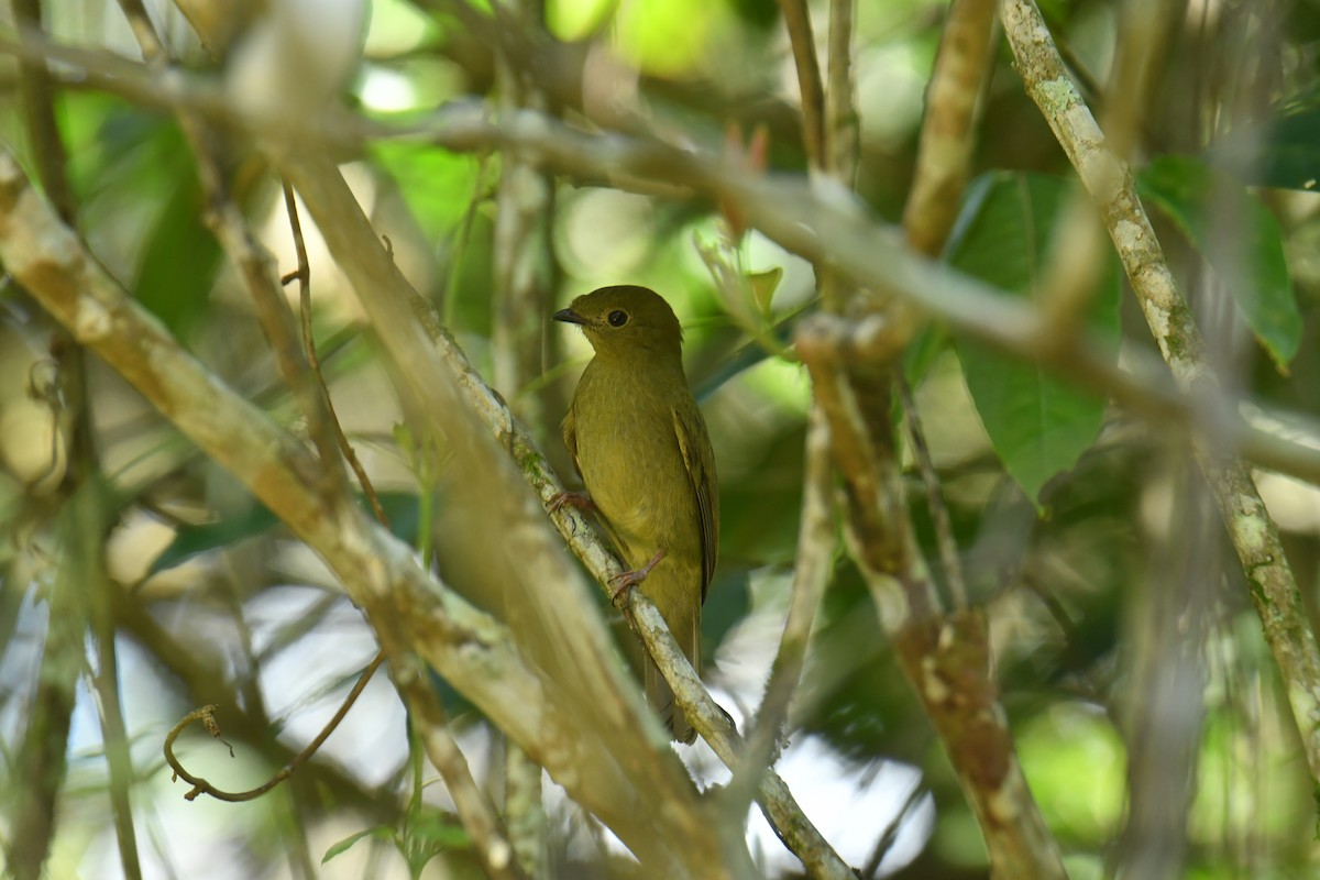 Helmeted Manakin - ML615904832