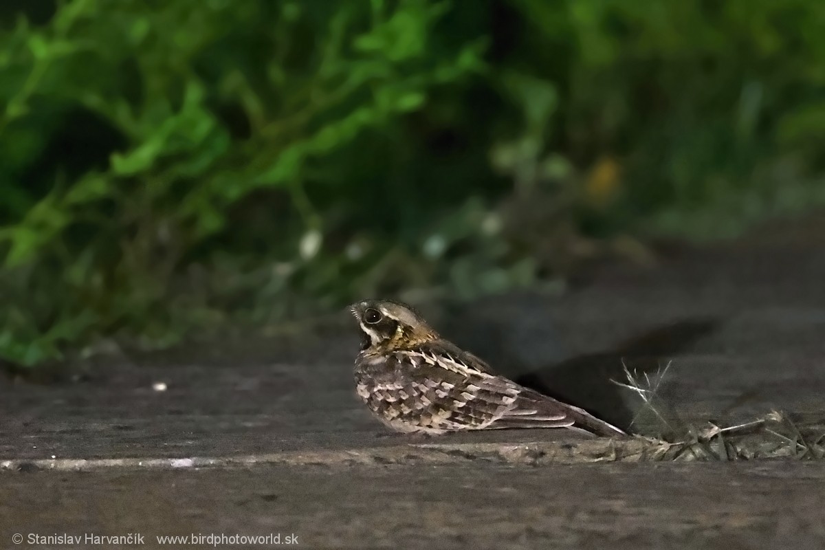 Indian Nightjar - ML615904836