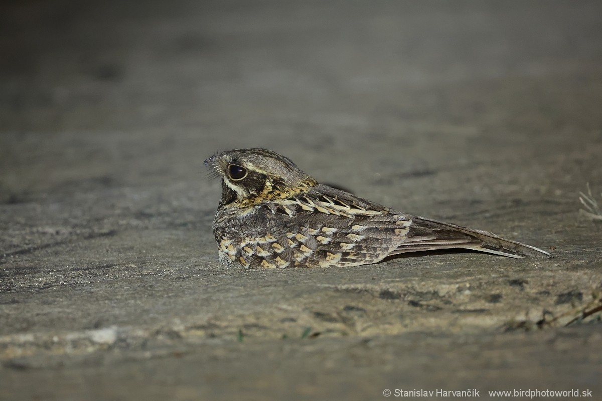 Indian Nightjar - ML615904837