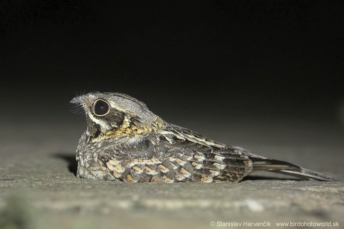 Indian Nightjar - Stanislav Harvančík