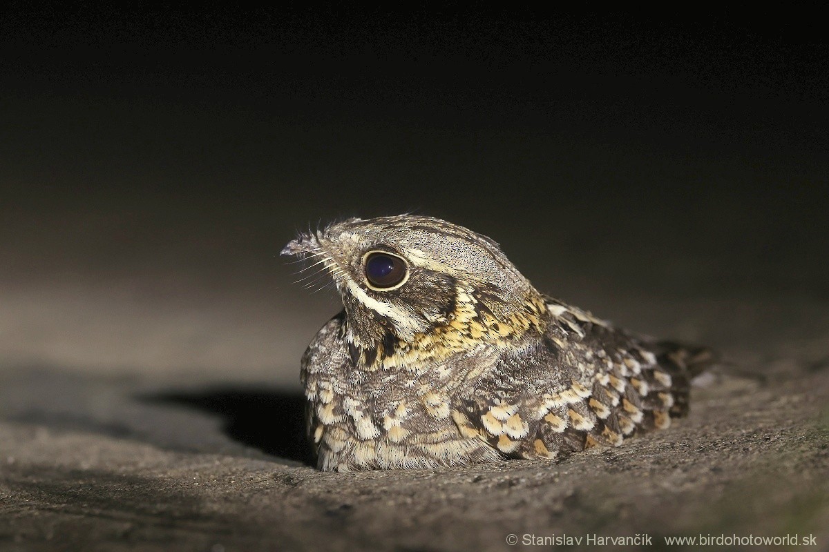 Indian Nightjar - Stanislav Harvančík