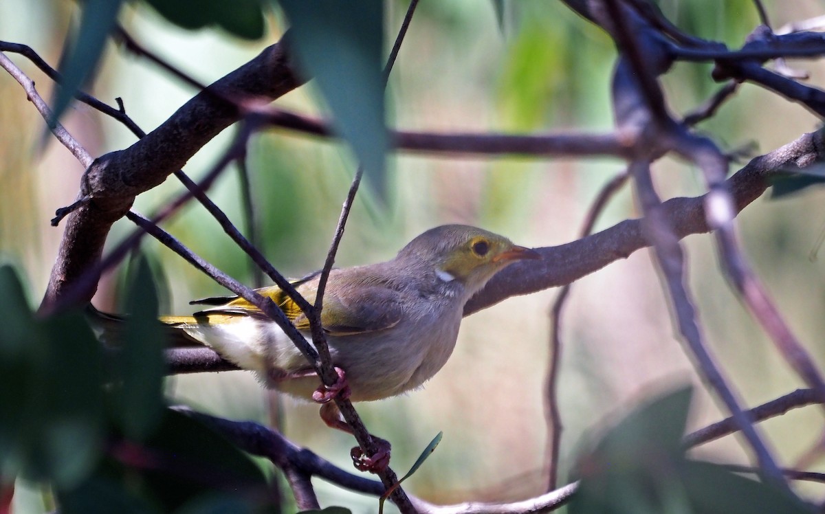 White-plumed Honeyeater - ML615904871