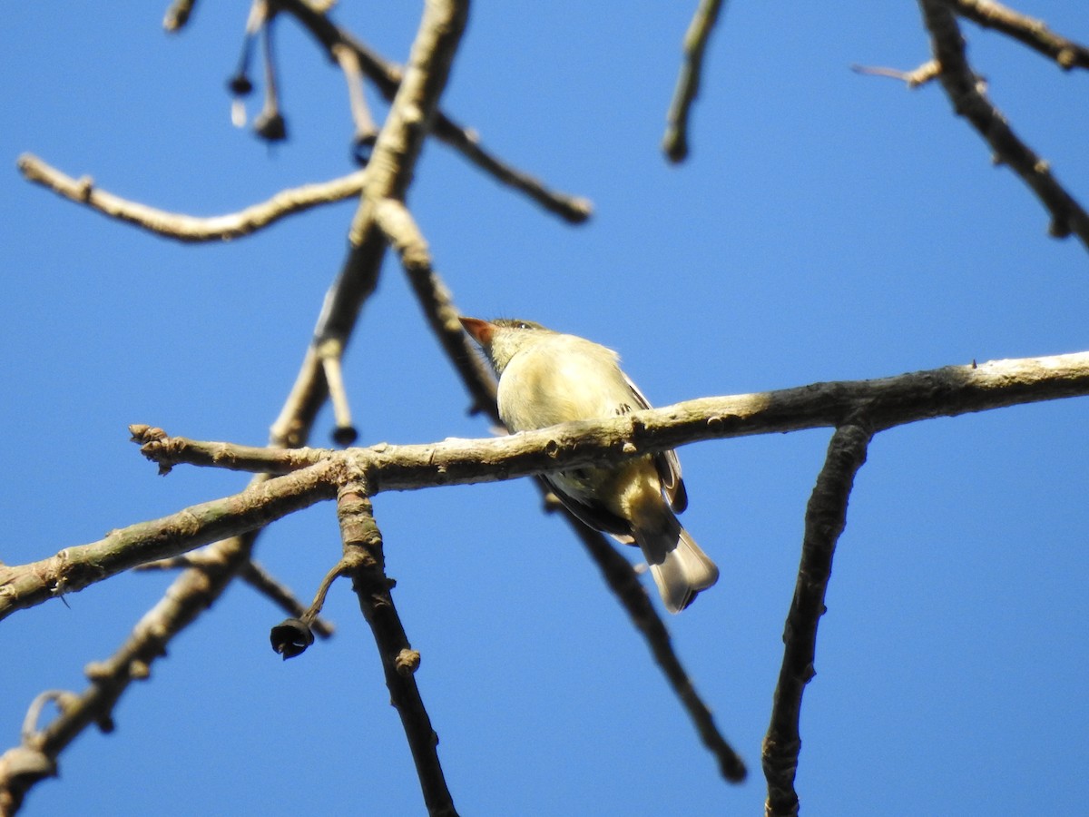 Hispaniolan Pewee - ML615904892