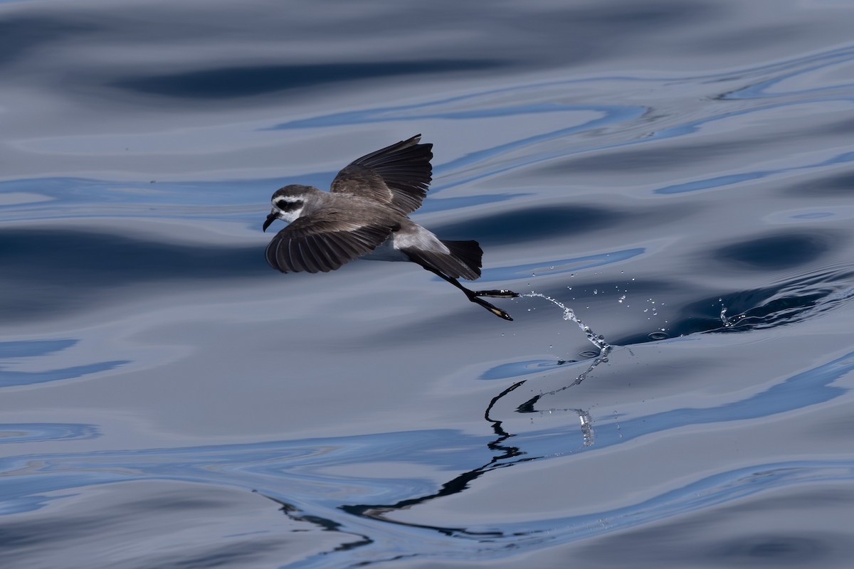 White-faced Storm-Petrel - ML615904893