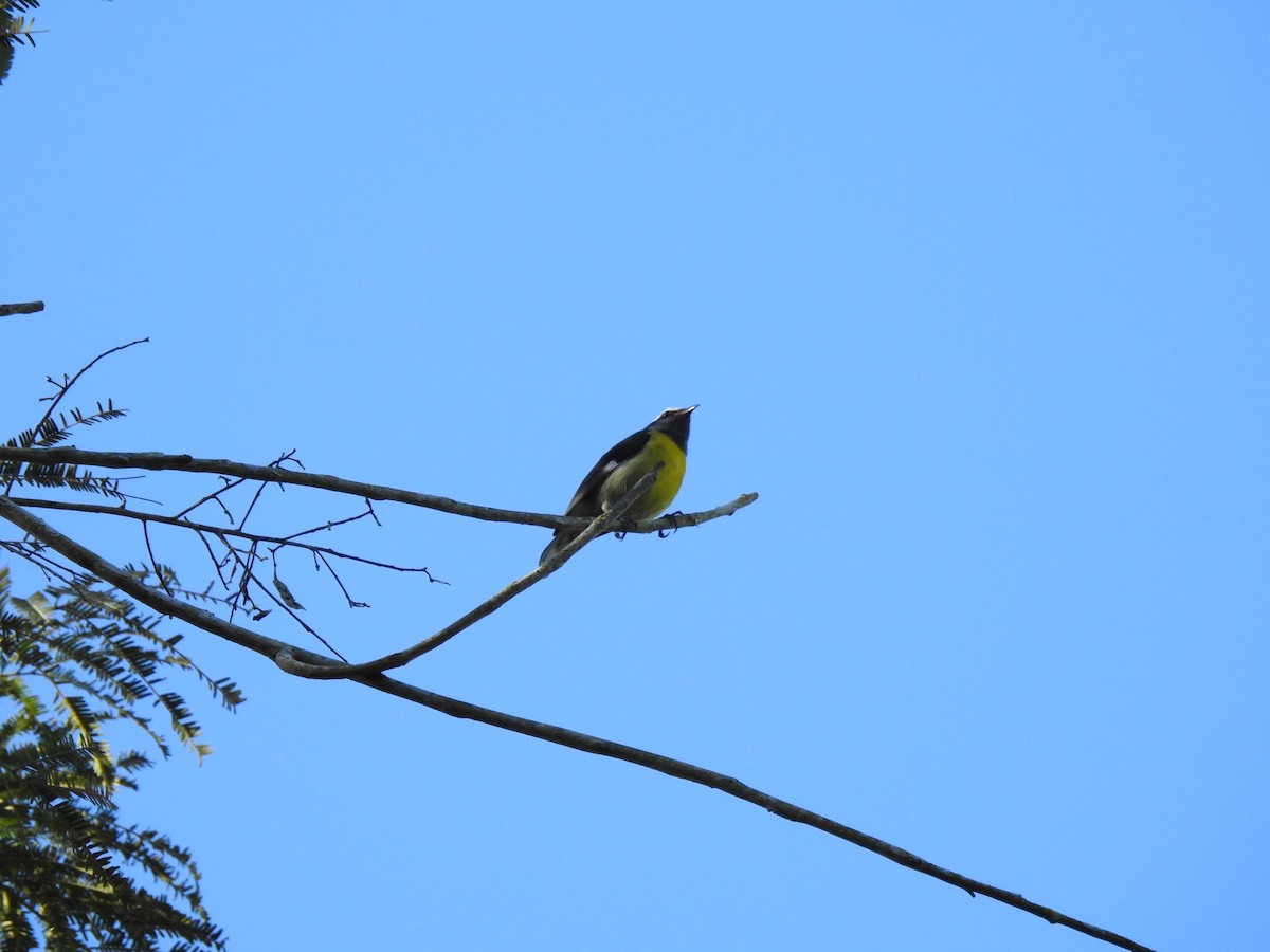 Bananaquit (Greater Antillean) - ML615904912