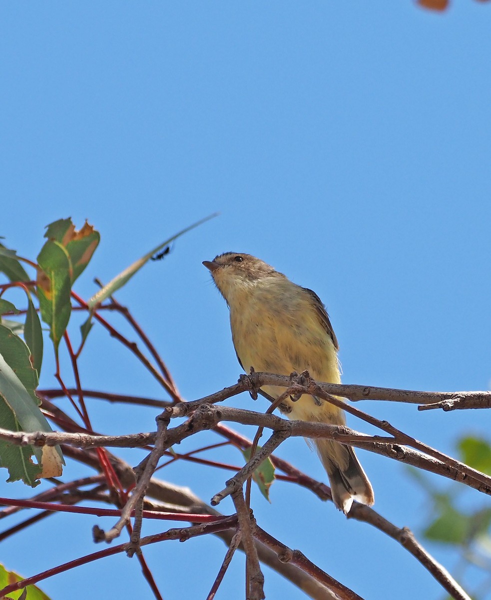 Weebill - ML615904934