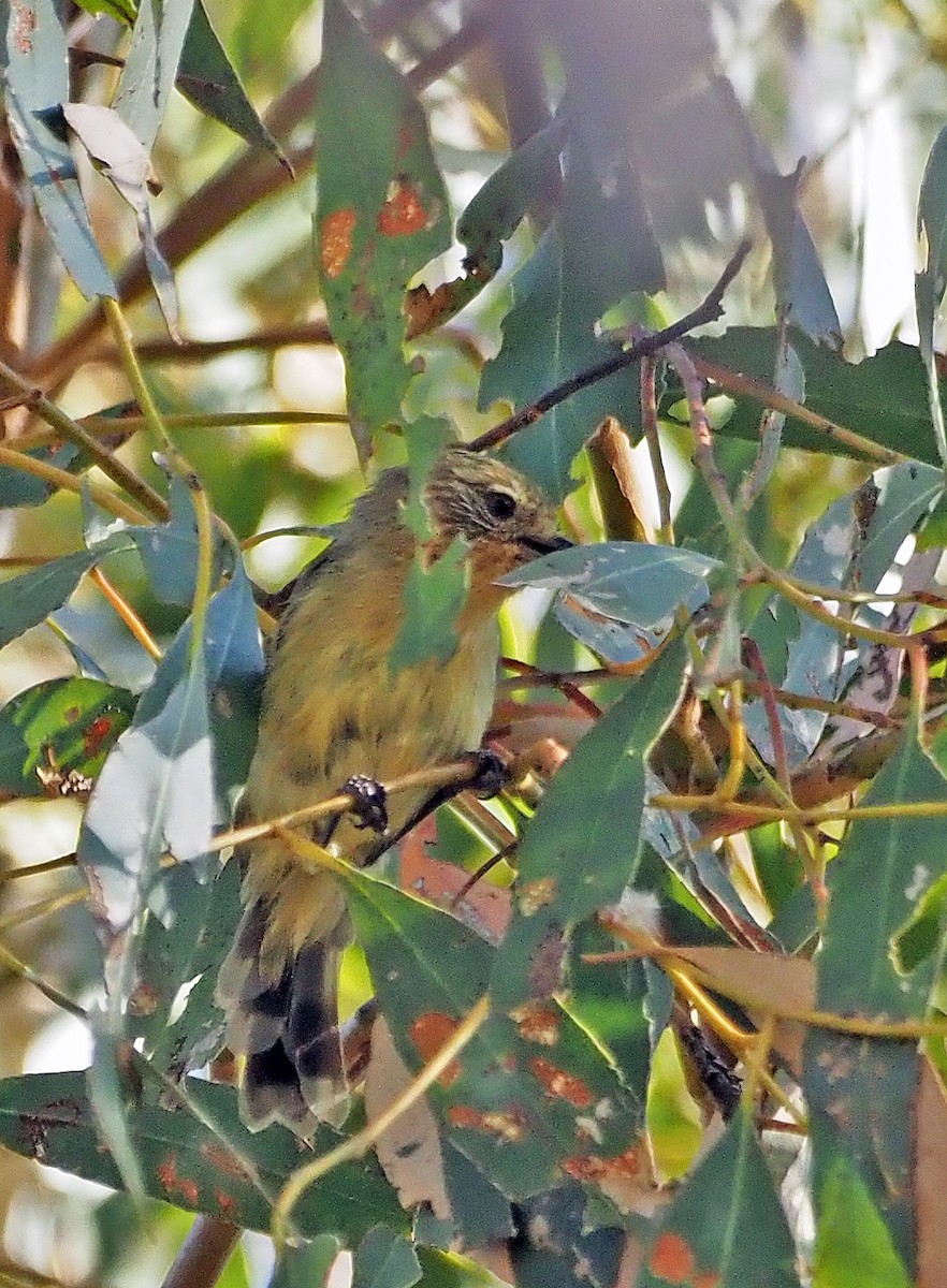 Yellow Thornbill - ML615904957