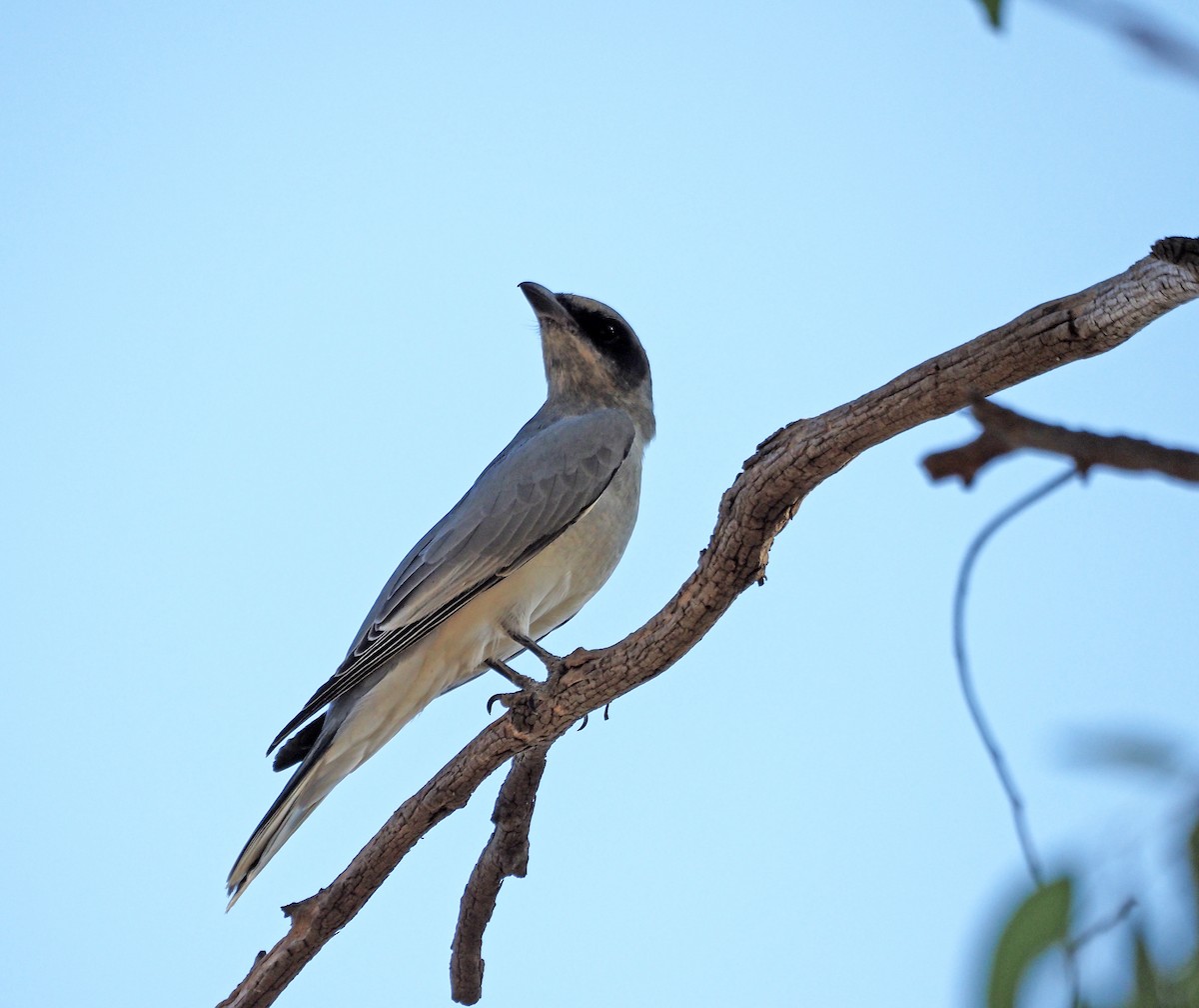 Black-faced Cuckooshrike - ML615904977