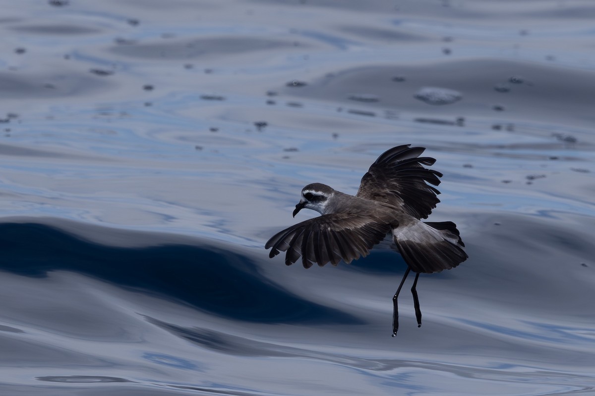 White-faced Storm-Petrel - ML615904978