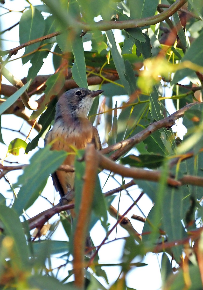 Rufous Whistler - ML615905054