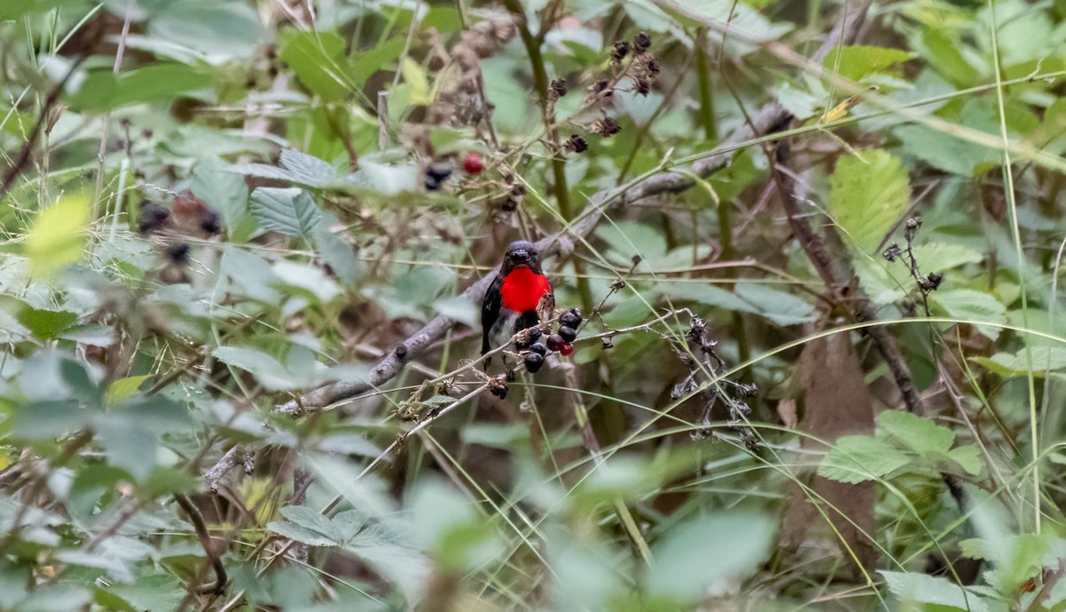 Mistletoebird - ML615905078