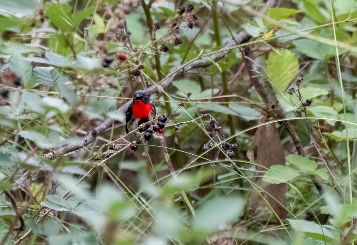 Mistletoebird - Gordon Arthur