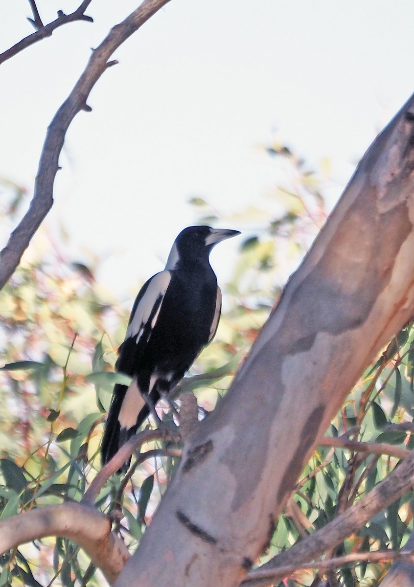 Australian Magpie - ML615905096