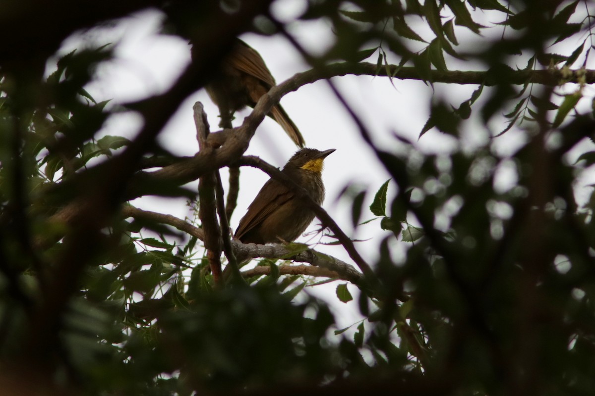 Yellow-throated Greenbul - Richard Dunn