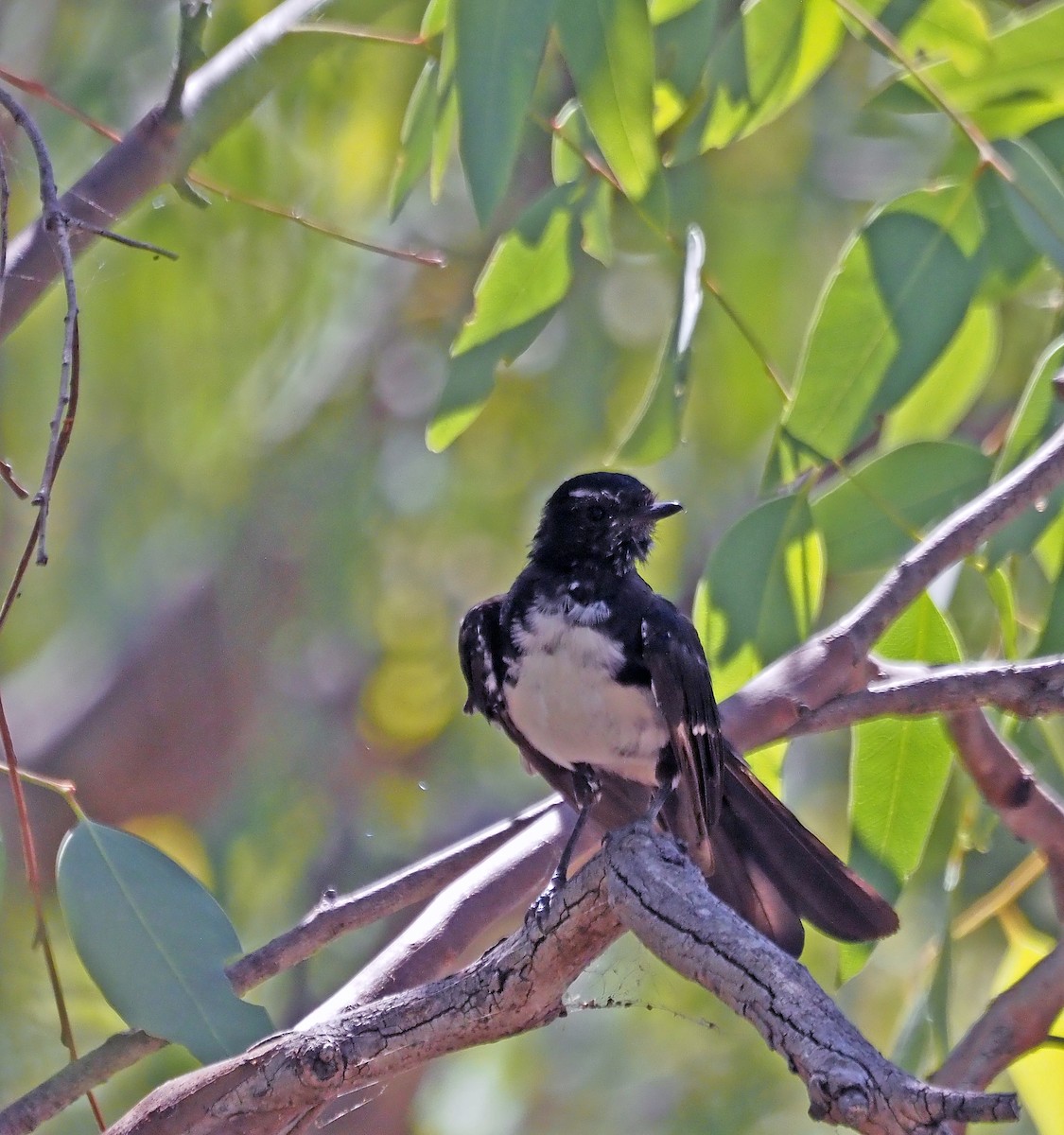 Willie-wagtail - ML615905129