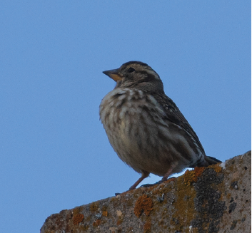 Rock Sparrow - ML615905143