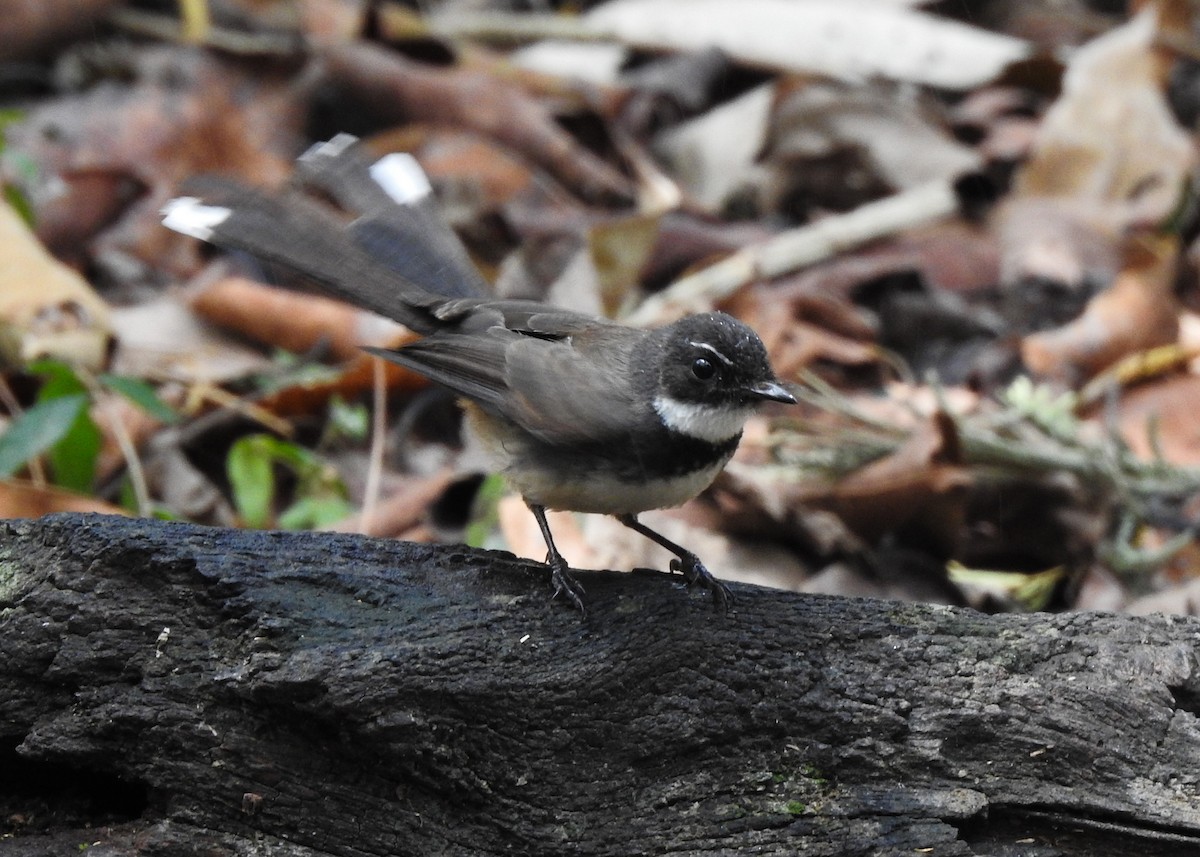 Malaysian Pied-Fantail - ML615905145