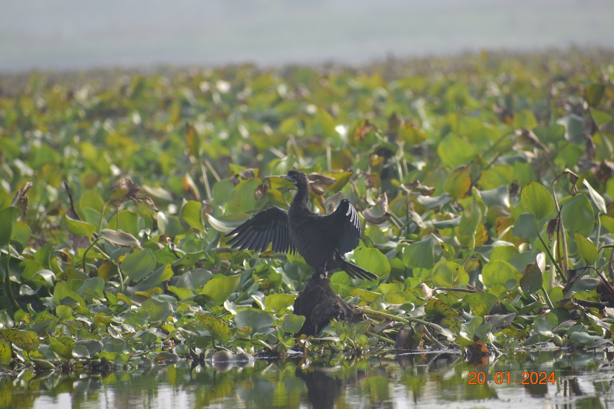 Little Cormorant - ML615905149