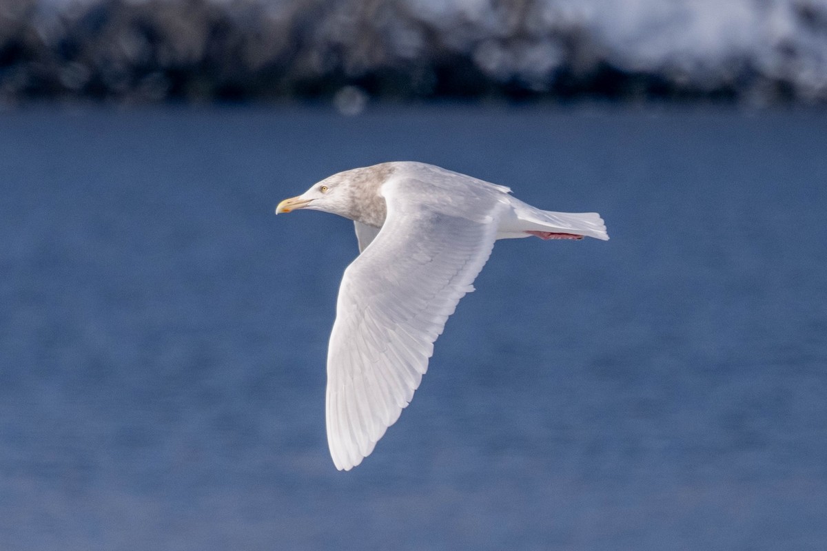 Glaucous Gull - ML615905167