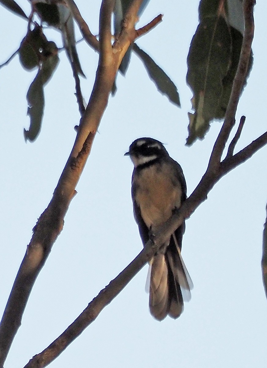 Gray Fantail - ML615905180