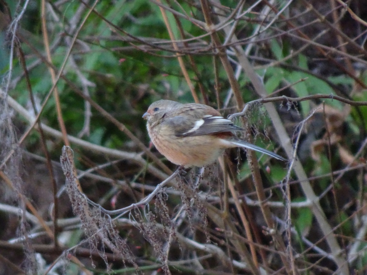 Long-tailed Rosefinch - ML615905190