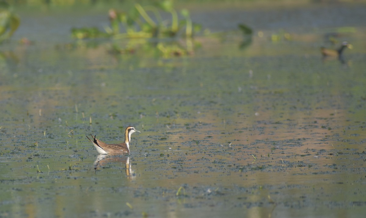 Jacana à longue queue - ML615905197