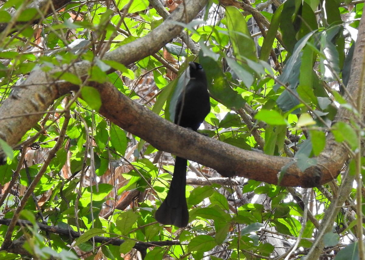 Racket-tailed Treepie - ML615905215