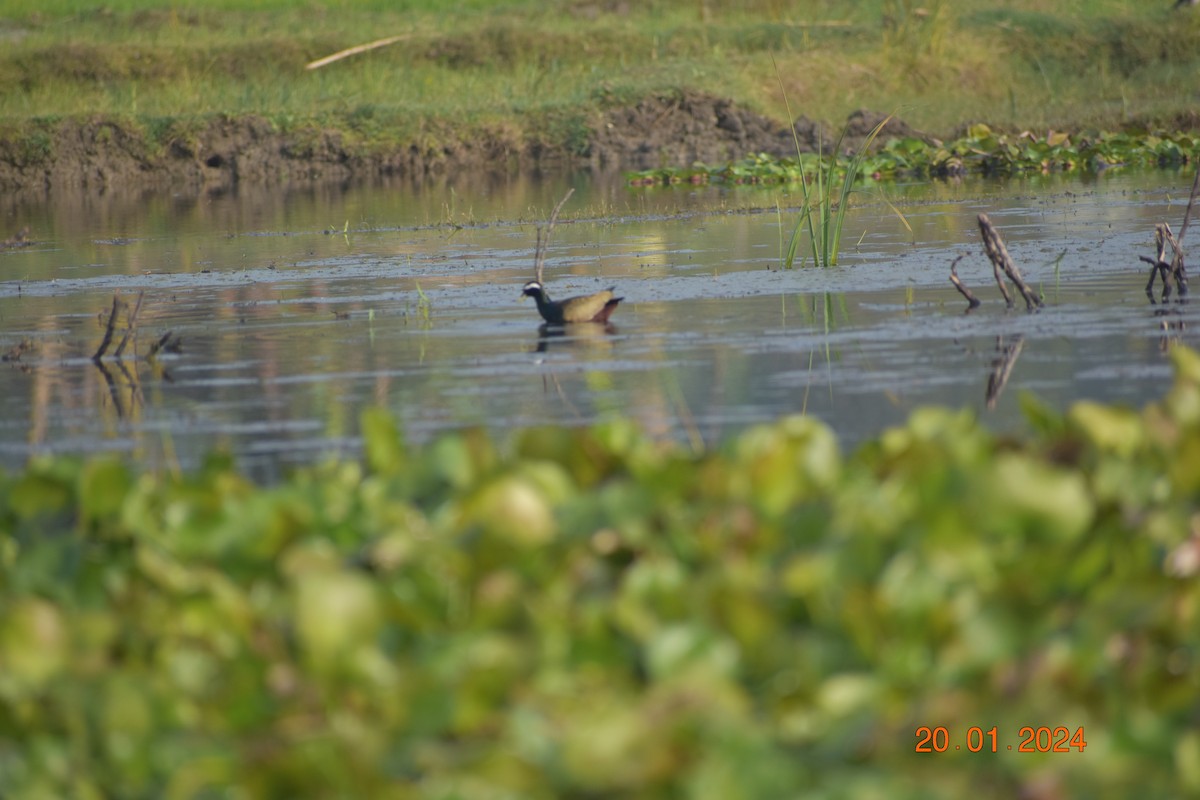 Bronze-winged Jacana - ML615905219