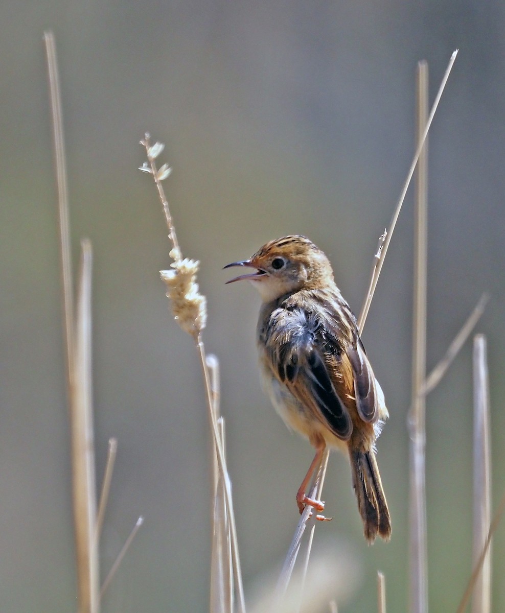 Golden-headed Cisticola - ML615905224