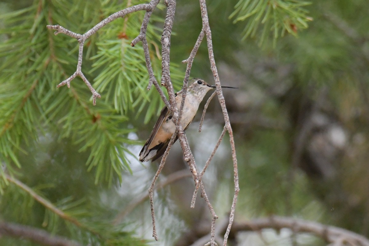 Broad-tailed Hummingbird - ML615905225