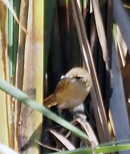 Australian Reed Warbler - ML615905245