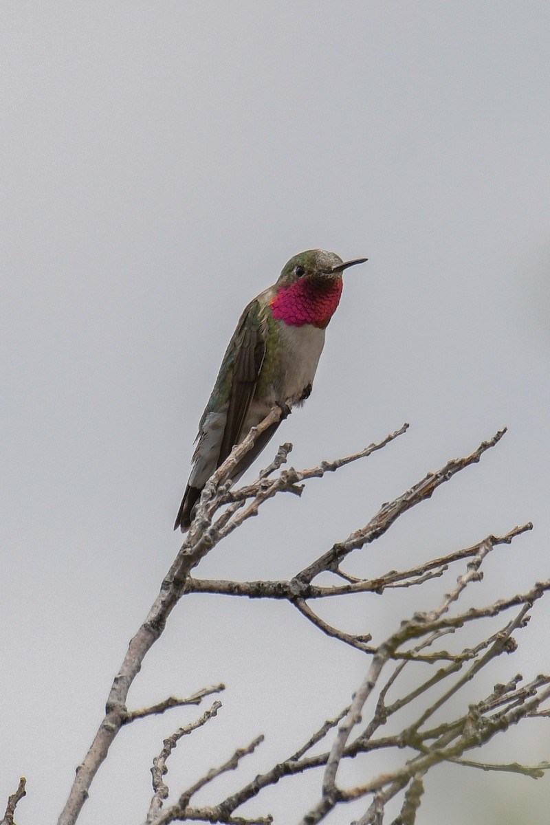 Broad-tailed Hummingbird - ML615905254